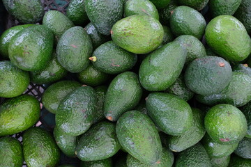 The image shows a large pile of avocados displayed on a market stand. The avocados are dark green with a slightly bumpy texture, typical of Hass or similar varieties.