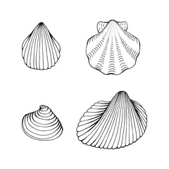 Set of sea shells. Hand drawn vector illustration.