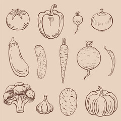 Set of vegetables. Hand drawn vector illustration.