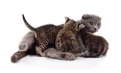 Mom cat with kittens.