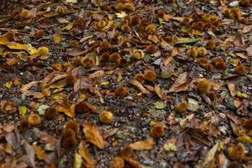 Natural texture of chestnut burrs and fallen dry leaves (foliage) in the woods. Background of autumn (Raw Nature), harvest, wild nature, and outdoor life.