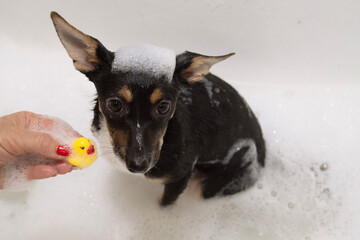 a small dog is washing itself in a bathtub under a shower with shampoo and foam