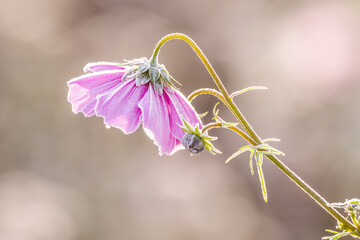 kwiat kosmos pierzasty, kosmos podwójnie pierzasty, onętek (Cosmos bipinnatus) © Henryk Niestrój