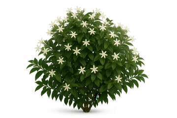 Fototapeta premium Flowering jasmine plant with white blossoms and lush green leaves, a beautiful fragrant shrub