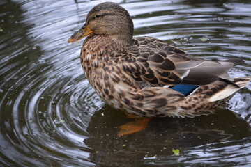 Close up of a female duck standing in shallow water