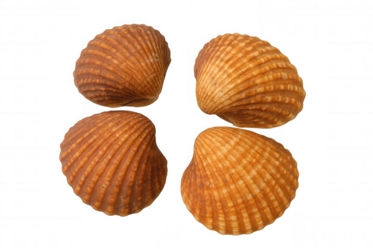 Four brown cockle shells showcasing marine nature objects, beach find, and ocean life on a transparent background