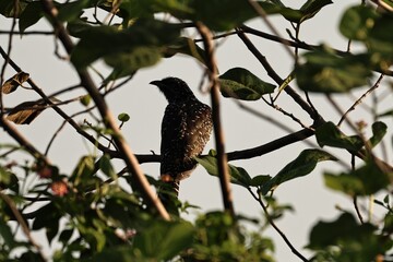 Koel
