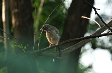 Large babbler