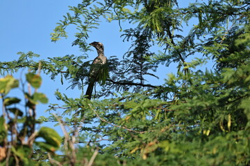 Hornbill