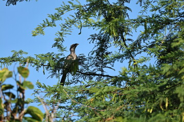 Hornbill
