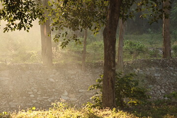 Sunshine in jungle