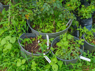 Private garden in an urban environment