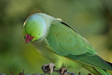 Rose ringed Parakeet