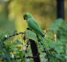 Rose ringed Parakeet