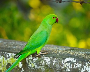 Rose ringed Parakeet