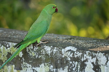 Parakeet