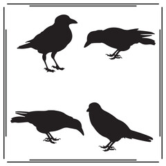 Silhouette of Birds: Standing, Pecking, and Perched - Set of Black Crow and Sparrow Illustrations on White Background