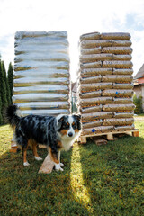 A black, white, and brown dog stands on grass between two stacks of 15kg packaged goods on pallets, with evergreen trees and a building visible.