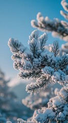 Snow Covered Pine Branch