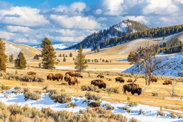 Buffalo herd grazes in a winter landscape with blue sky and snow-capped mountains in Yellowstone National Park