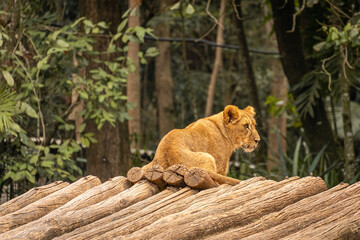 Young lion cubs  in the Sao Paulo Zoo, in Brazil