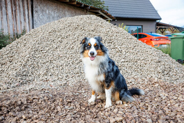 A tricolor dog sits on small rocks with a larger rock pile behind. A house with a gray roof, a red car, and green trash bins are visible nearby.