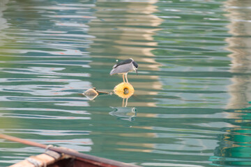 Black-crowned Night Heron on Yellow Buoy in Reflective Waters