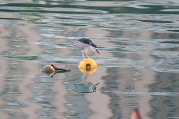 Black-crowned Night Heron on Yellow Buoy in Reflective Waters