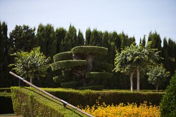A felled olive tree has been turned into a giant bonsai. It is a form of gardening art.