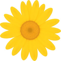 중앙배치된_노란데이지_일러스트_흰배경