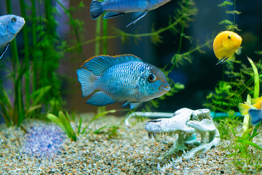 Colorful cichlids near alligator skull decoration