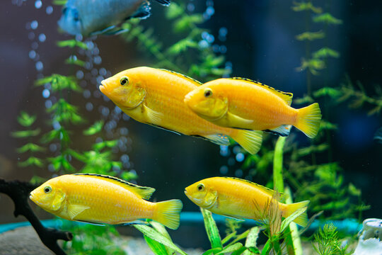 Bright yellow tropical fish underwater garden
