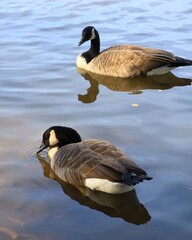 Canada goose（カナダ雁）