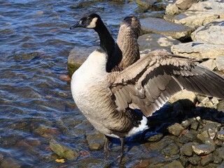 Canada goose（カナダ雁）