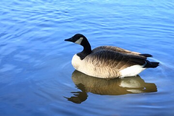 Canada goose（カナダ雁）