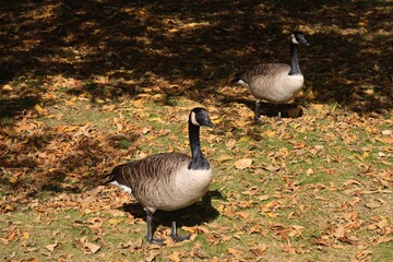 Canada goose（カナダ雁）
