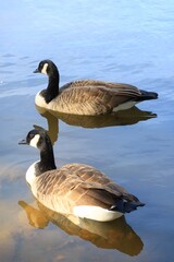 Obraz premium Canada goose（カナダ雁）