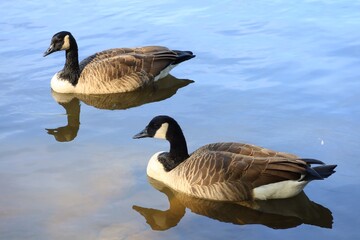 Canada goose（カナダ雁）
