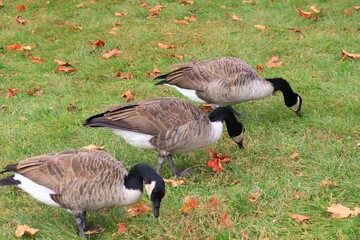 Canada goose（カナダ雁）