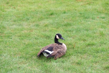 Canada goose（カナダ雁）