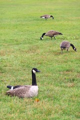 Canada goose（カナダ雁）