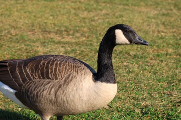 Canada goose（カナダ雁）
