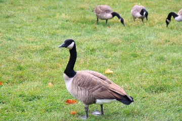 Canada goose（カナダ雁）