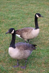 Canada goose（カナダ雁）
