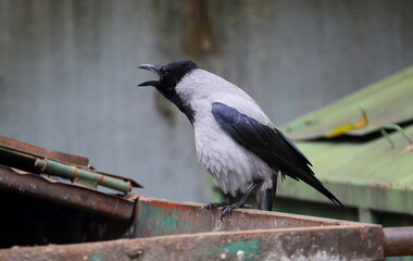A crow with an open beak is sitting on a large green trash can
