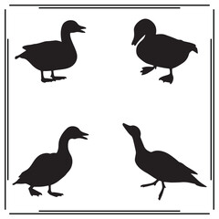 Duck Silhouettes Set - Walking, Swimming, and Standing Duck Icons for Waterfowl, Birds, Wildlife, and Nature Design