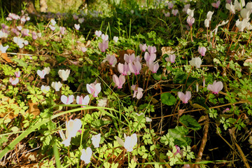 Bank of pink and white cyclamen growing wild on a grassy bank
