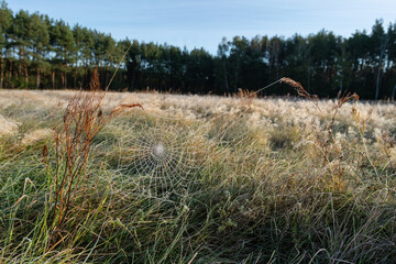 Pajęczyna na łące © Piotr Szpakowski