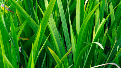 Fresh green leaves of pandan leaves. Trees growing in clusters. for nature background.