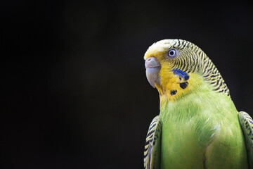 Wellensittich    Melopsittacus undulatus
-Gr&uuml;ner Sittich vor Schwarz